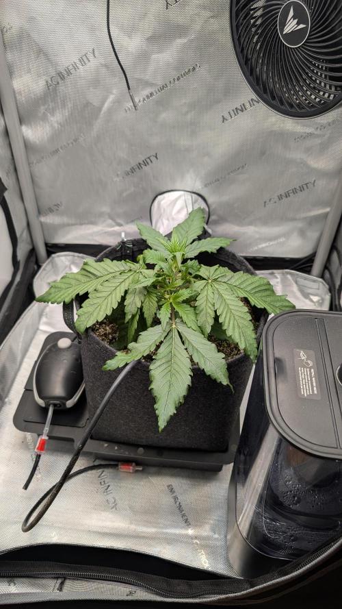 Papaya Cookies Auto. Week 3 - 30.12. Tag 18