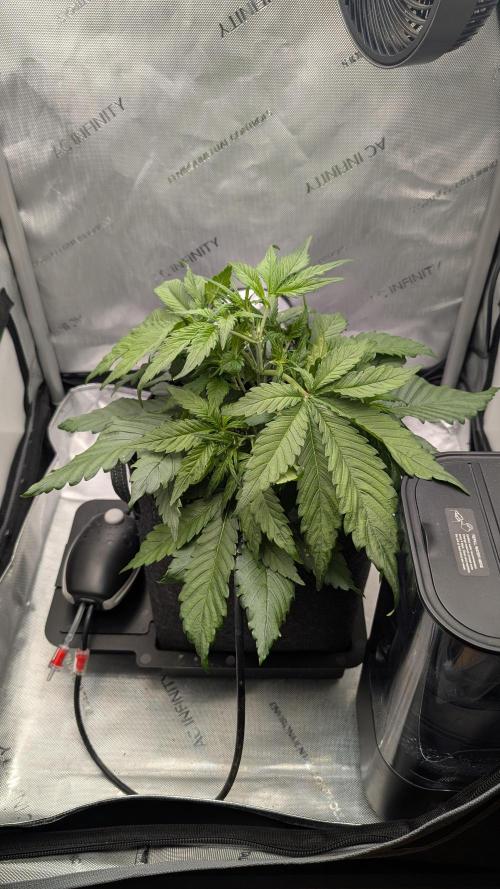 Papaya Cookies Auto. Week 4 - 04.01.2026 Tag 23