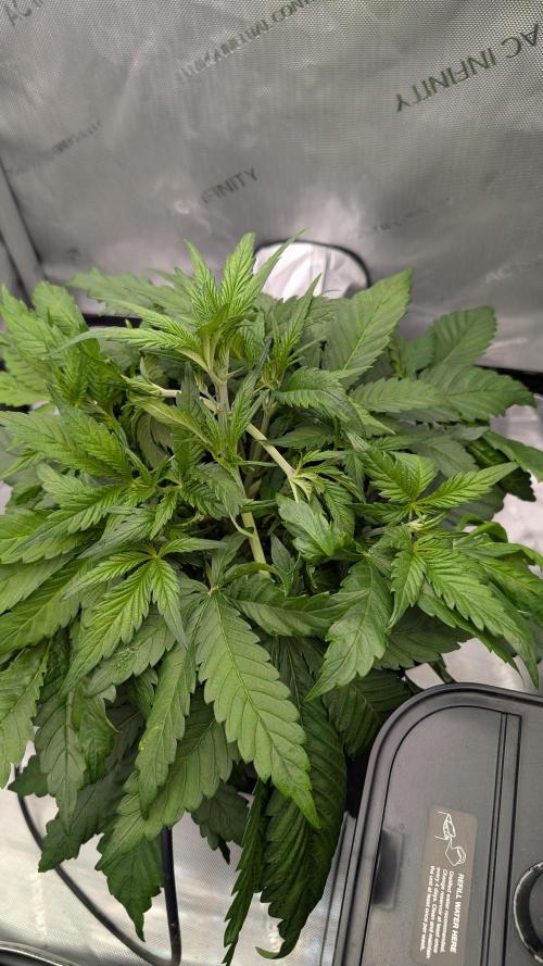 Papaya Cookies Auto. Week 4 - 05.01. Tag 24