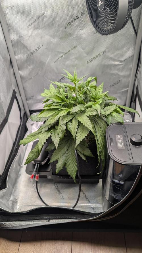 Papaya Cookies Auto. Week 4 - 05.01. Tag 24