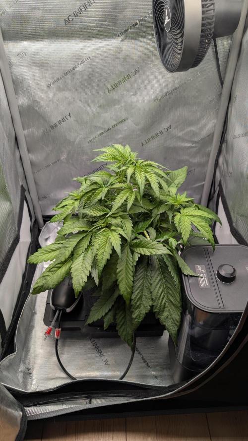 Papaya Cookies Auto. Week 4 - 07.01. Tag 26