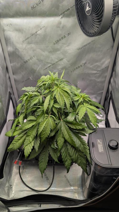 Papaya Cookies Auto. Week 4 - 08.01. Tag 28