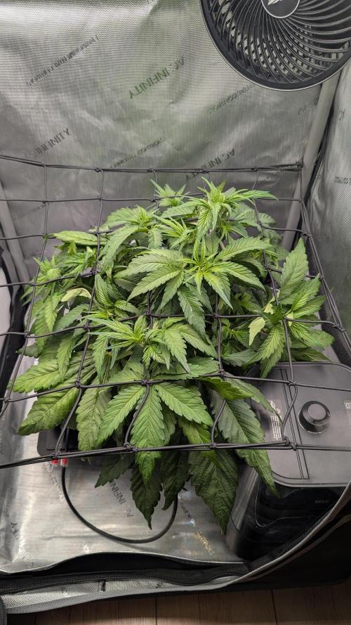 Papaya Cookies Auto. Week 4 - 09.01. Tag 29