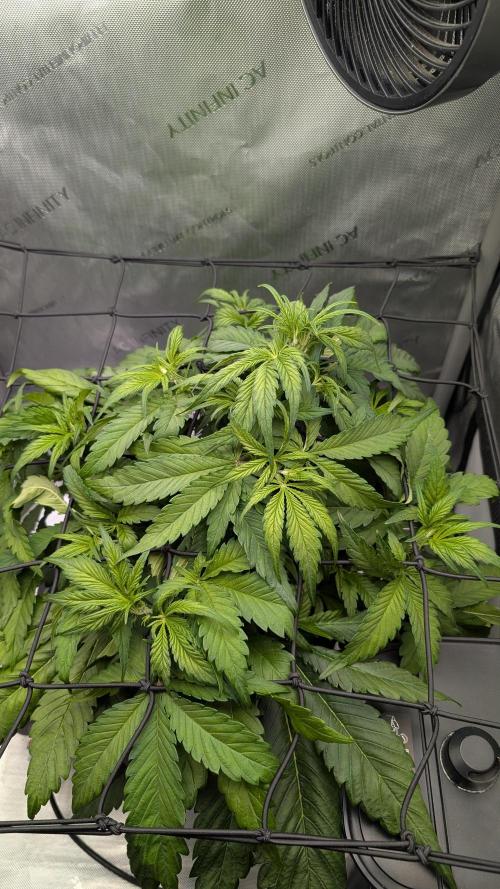 Papaya Cookies Auto. Week 5