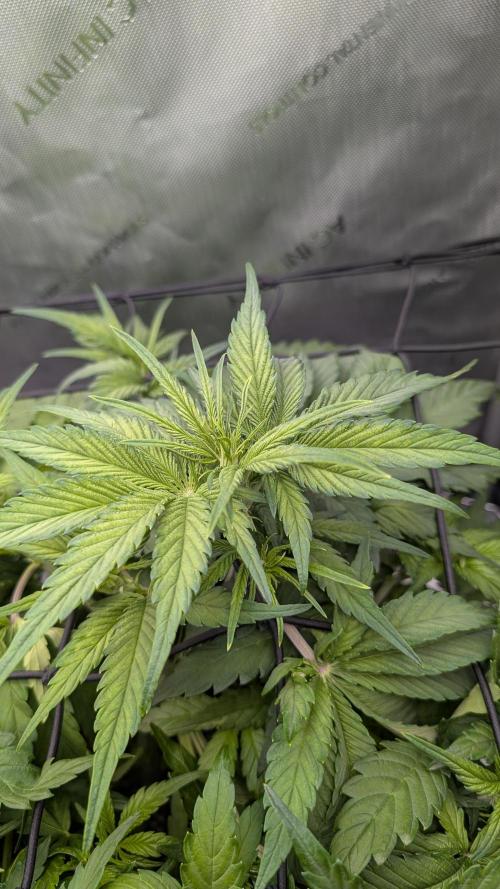 Papaya Cookies Auto. Week 5 - 10.01. Tag 29