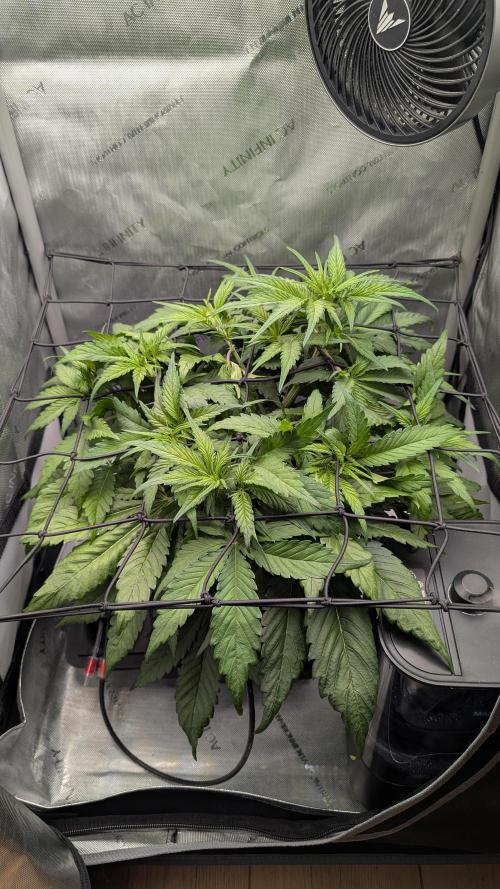 Papaya Cookies Auto. Week 5 - 10.01. Tag 29