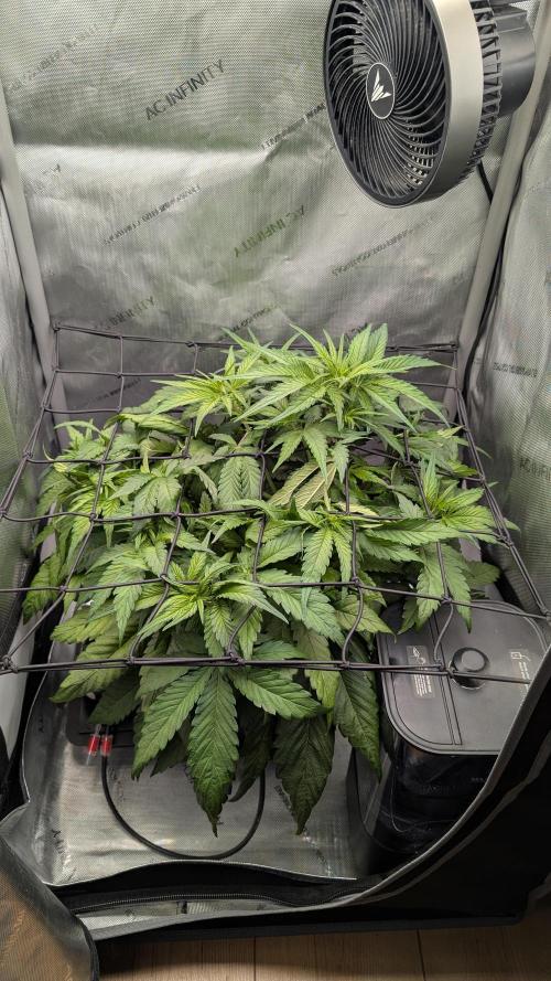 Papaya Cookies Auto. Week 5 - 11.01. Tag 30