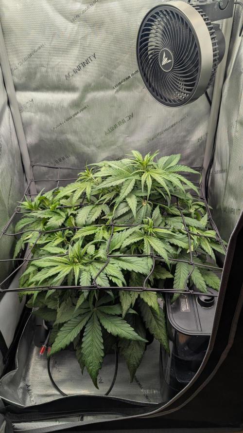 Papaya Cookies Auto. Week 5 - 13.01. Tag 32