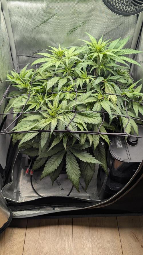 Papaya Cookies Auto. Week 5 - 14.01. Tag 33