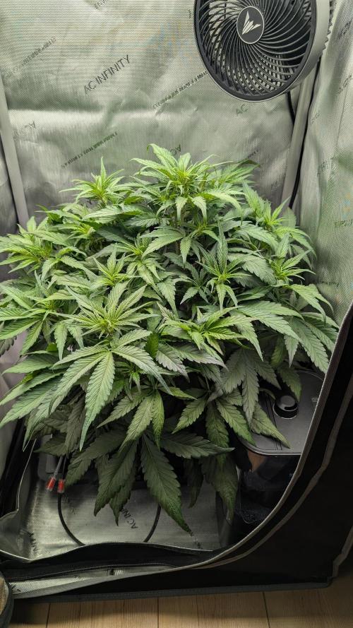 Papaya Cookies Auto. Week 5 - 15.01. Tag 34