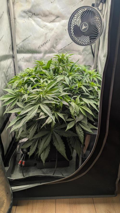 Papaya Cookies Auto. Week 5 - 16.01. Tag 35