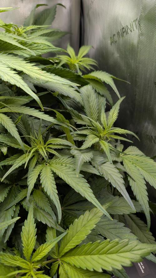 Papaya Cookies Auto. Week 6 - 17.01. Tag 36