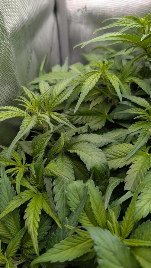 Papaya Cookies Auto. Week 6 - 17.01. Tag 36