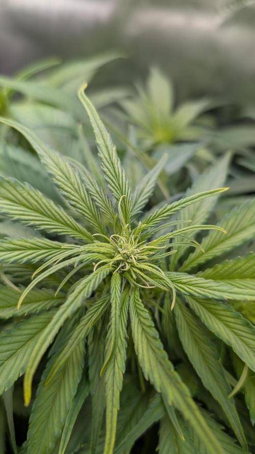 Papaya Cookies Auto. Week 6 - 17.01. Tag 36