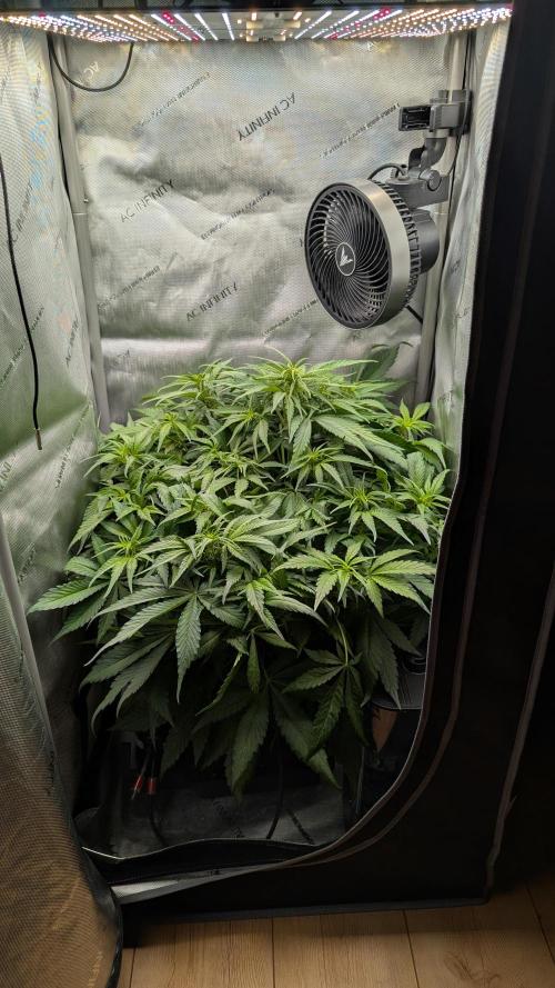 Papaya Cookies Auto. Week 6 - 17.01. Tag 36