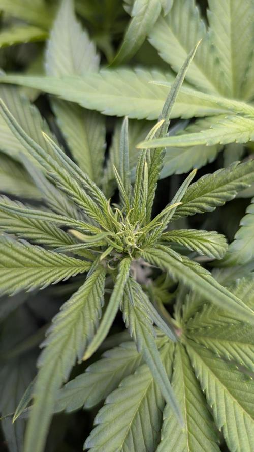 Papaya Cookies Auto. Week 6 - 18.01. Tag 37