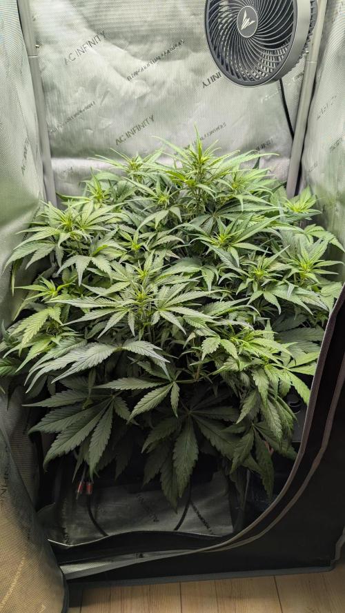 Papaya Cookies Auto. Week 6 - 18.01. Tag 37