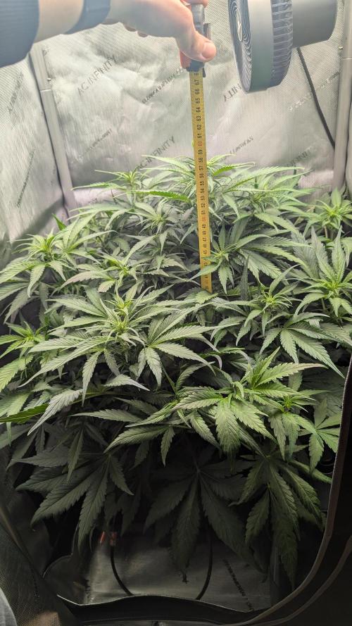 Papaya Cookies Auto. Week 6 - 19.01. Tag 38