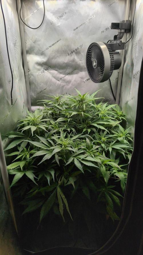 Papaya Cookies Auto. Week 6 - 20.01. Tag 39