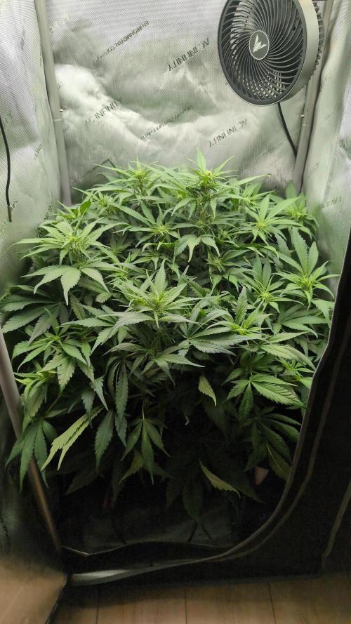 Papaya Cookies Auto. Week 6 - 21.01. Tag 40