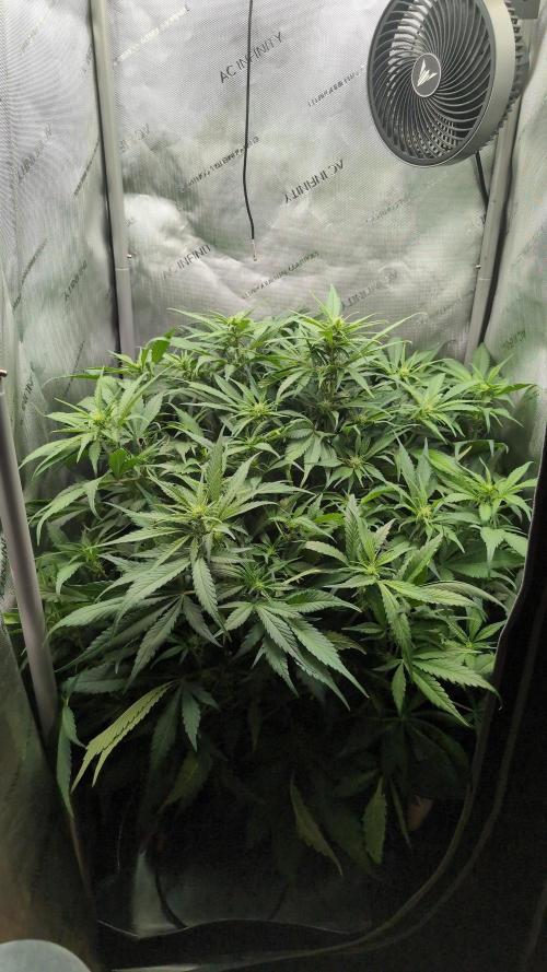 Papaya Cookies Auto. Week 6 - 22.01. Tag 41