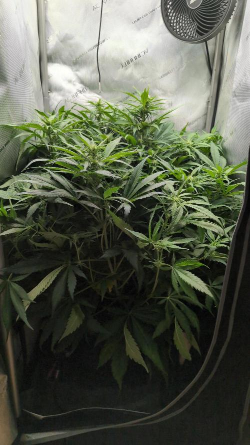 Papaya Cookies Auto. Week 6 - 23.01. Tag 42