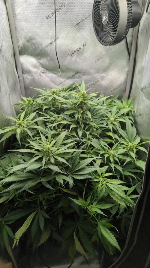 Papaya Cookies Auto. Week 6 - 23.01. Tag 42