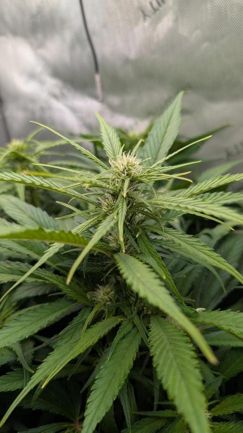 Papaya Cookies Auto. Week 7 - 24.1. Tag 43