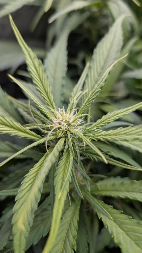 Papaya Cookies Auto. Week 7 - 24.1. Tag 43