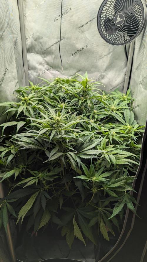 Papaya Cookies Auto. Week 7 - 24.1. Tag 43