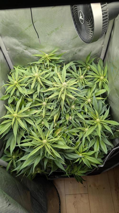 Papaya Cookies Auto. Week 7 - 25.1. Tag 44