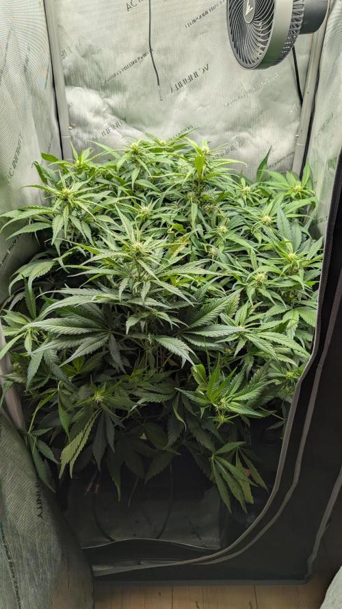 Papaya Cookies Auto. Week 7 - 25.1. Tag 44