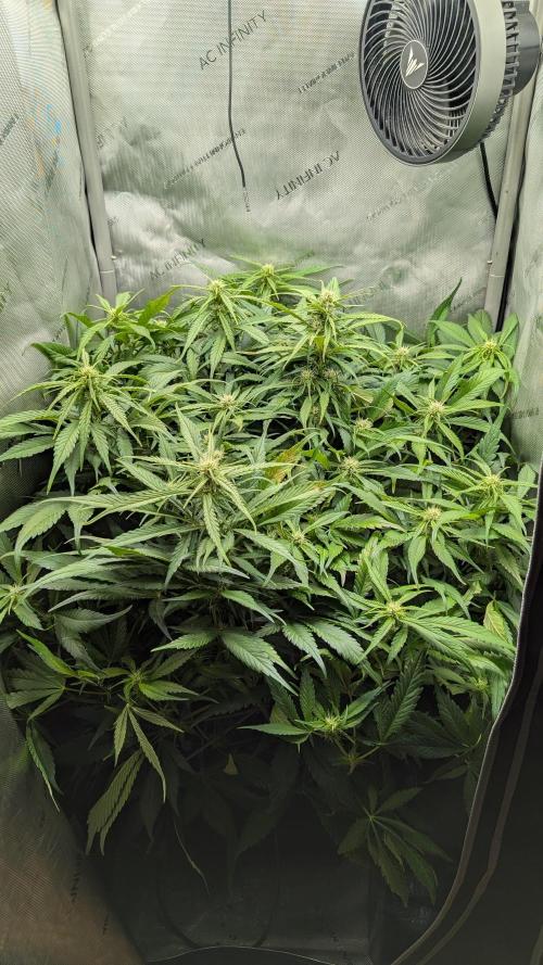 Papaya Cookies Auto. Week 7 - 26.1. Tag 45