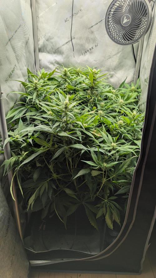 Papaya Cookies Auto. Week 7 - 27.1. Tag 46