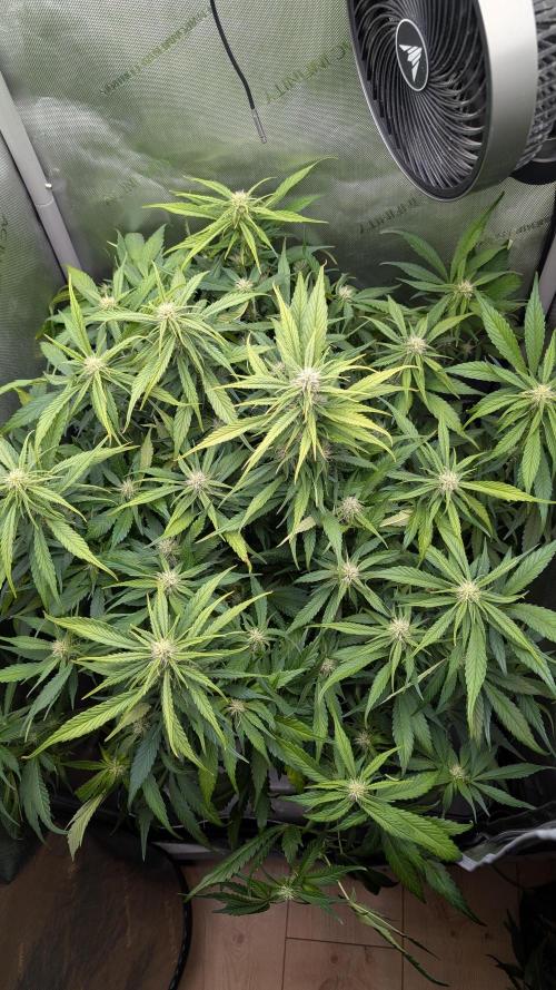 Papaya Cookies Auto. Week 7 - 28.1. Tag 47