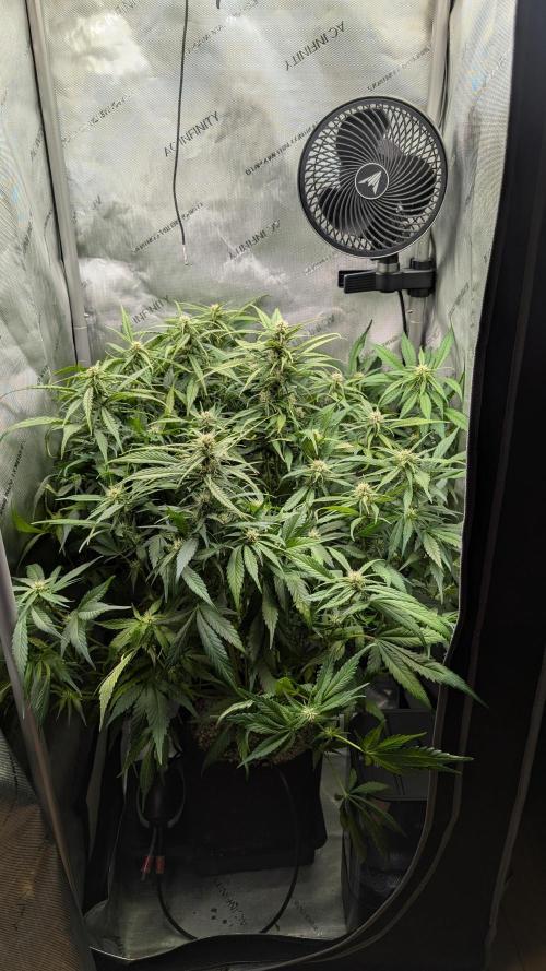 Papaya Cookies Auto. Week 7 - 28.1. Tag 47