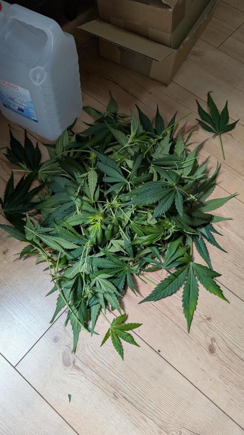 Papaya Cookies Auto. Week 7 - 28.1. Tag 47