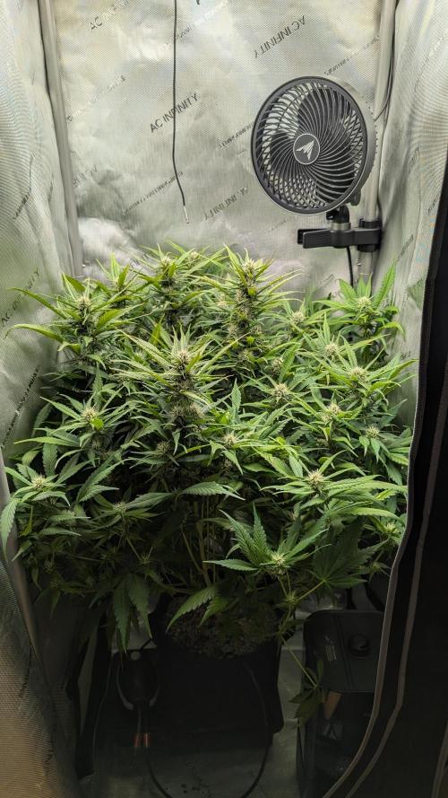 Papaya Cookies Auto. Week 8 - 31.01. Tag 50