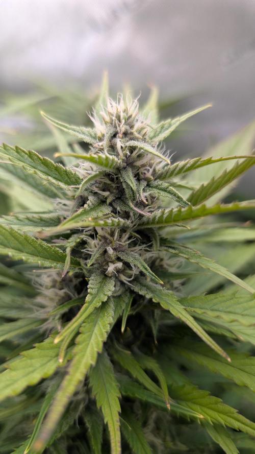 Papaya Cookies Auto. Week 8 - 01.02. Tag 51