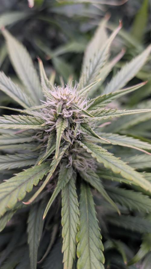 Papaya Cookies Auto. Week 8 - 01.02. Tag 51