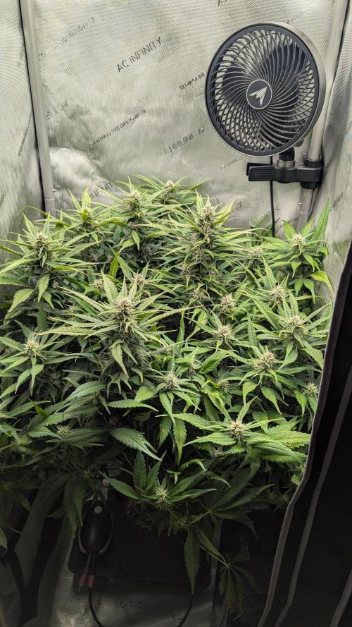 Papaya Cookies Auto. Week 8 - 01.02. Tag 51