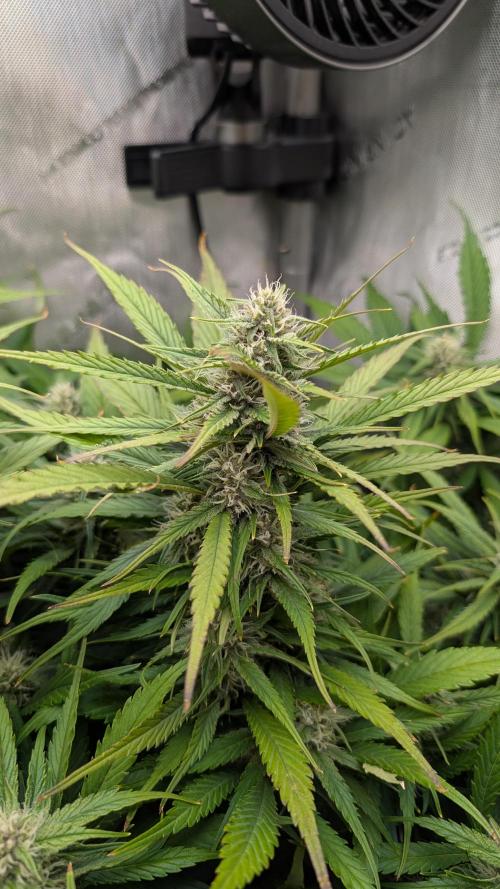 Papaya Cookies Auto. Week 8 - 01.02. Tag 51