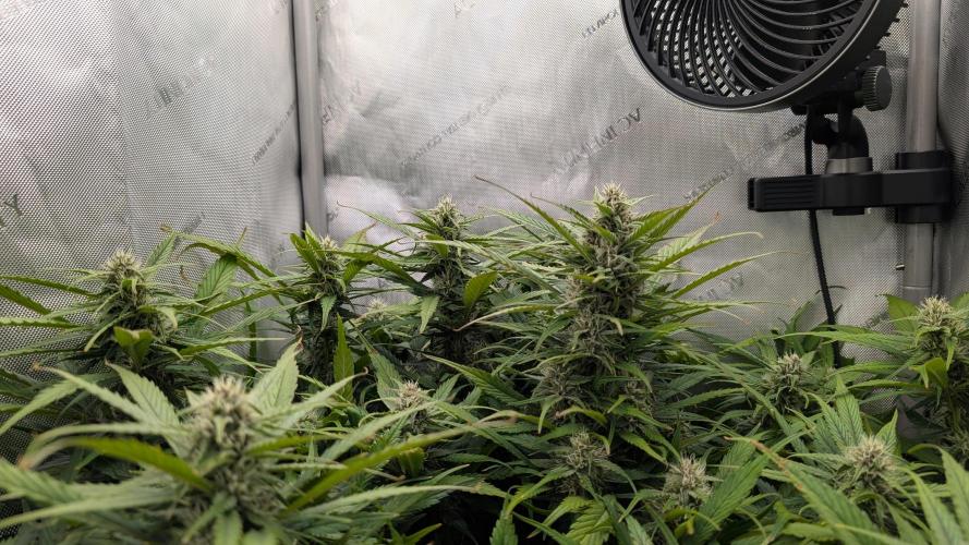 Papaya Cookies Auto. Week 8 - 02.02. Tag 52. Sehr gleichmäßiges Höhenwachstum