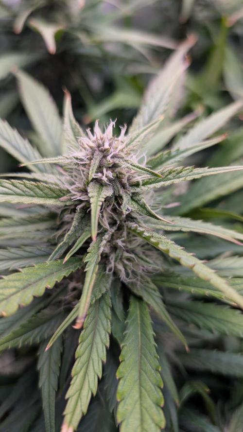 Papaya Cookies Auto. Week 8 - 03.02. Tag 53