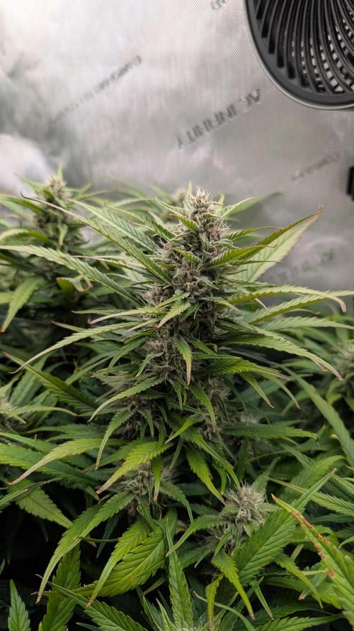 Papaya Cookies Auto. Week 8 - 03.02. Tag 53