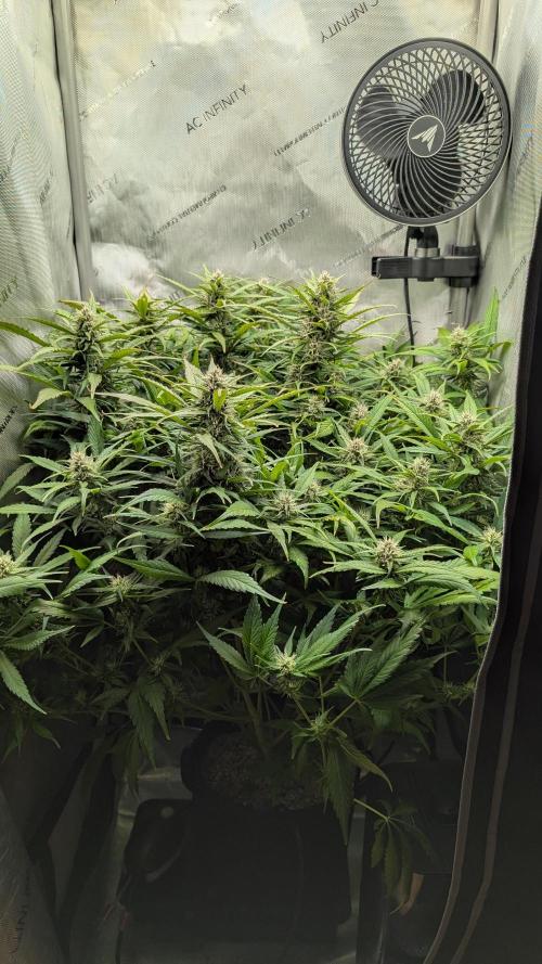 Papaya Cookies Auto. Week 8 - 03.02. Tag 53