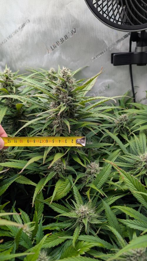 Papaya Cookies Auto. Week 8 - 04.02. Tag 54