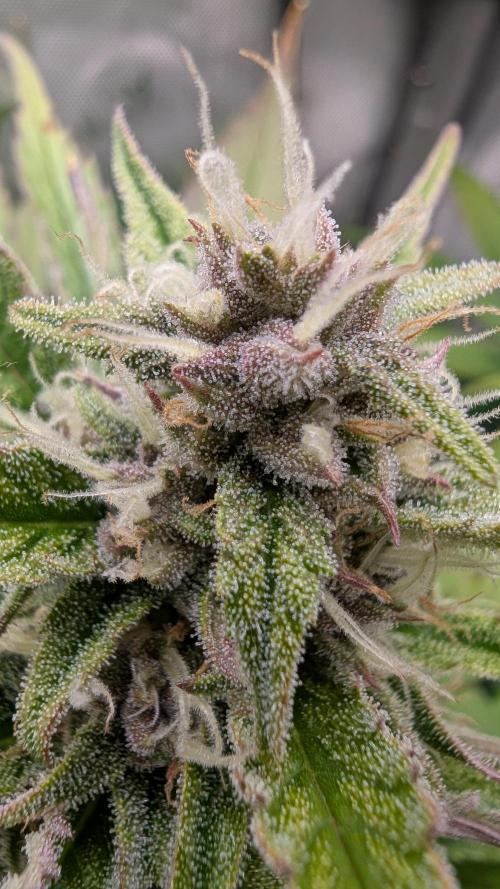 Papaya Cookies Auto. Week 8 - 05.02. Tag 55