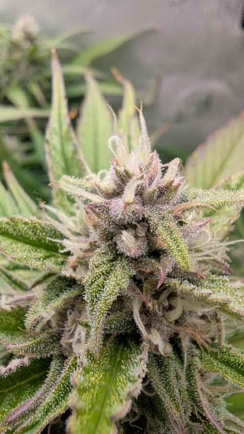 Papaya Cookies Auto. Week 8 - 05.02. Tag 55