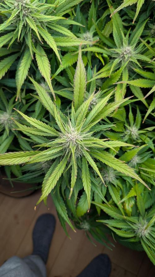 Papaya Cookies Auto. Week 8 - 05.02. Tag 55